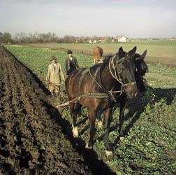 Mezőgazdaság - Őszi szántás a Nagykunságban