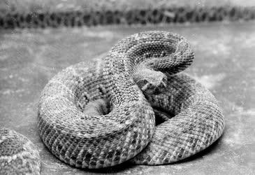 Kígyófarm Ganádpusztán