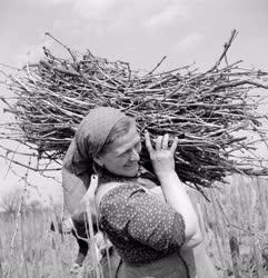 Mezőgazdaság - A soproni Felszabadulás Tsz