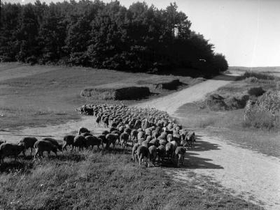 Gazdaság - Állattenyésztés - Hőgyészi Gyapjútermelő Vállalat