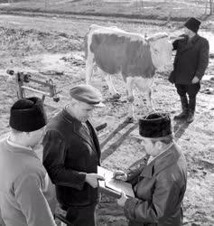 Mezőgazdaság - Zárszámadás a ceglédi Kossuth termelőszövetkezet 2-es üzemegységében