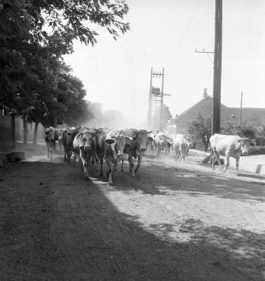 Mezőgazdaság - Állattenyésztés - Kerta 