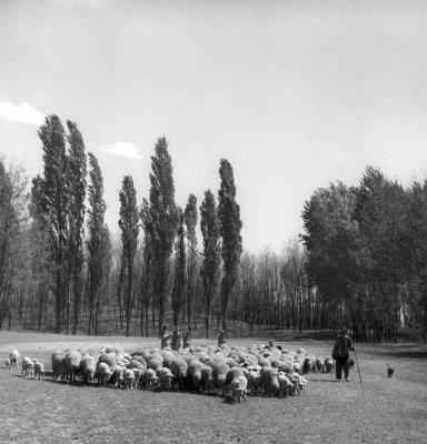 Mezőgazdaság - Juhnyáj a legelőn