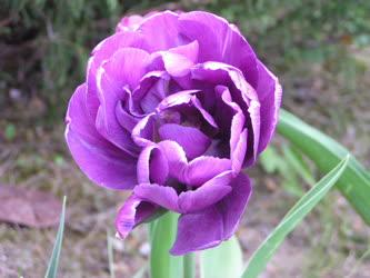 Virág - Lila tulipán