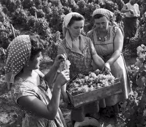 Mezőgazdaság - Szedik a csemegeszőlőt a vécsi Rákóczi Tsz-ben