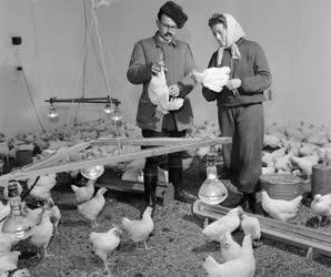 Állattenyésztés - Csirkenevelés a Mezőhegyesi Állami Gazdaságban