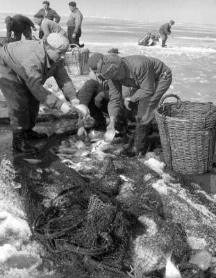 Mezőgazdaság - Jég alatti halászat a Balatonon 