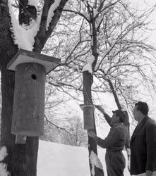 Természetvédelem - Odúk a hasznos madarak védelméért