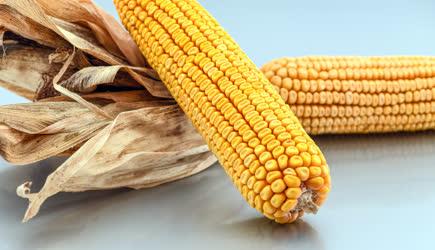 Mezőgazdaság - Kukorica termés