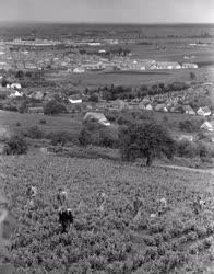 Mezőgazdaság - Szőlészet - Permetezés