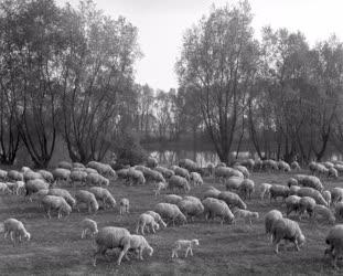 Mezőgazdaság - Állattenyésztés