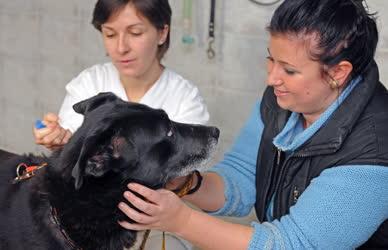 Állattartás - Azonosító chip a kutyáknak