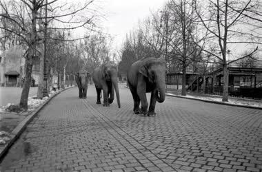 Állatkert - Elefántok sétáltatása