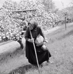 Életkép - Idős asszony virágzó almafával