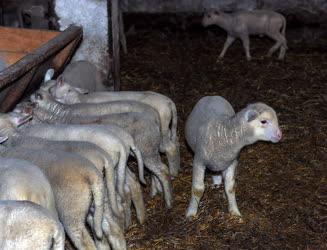 Állattenyésztés - Hortobágy - Születnek a húsvéti bárányok