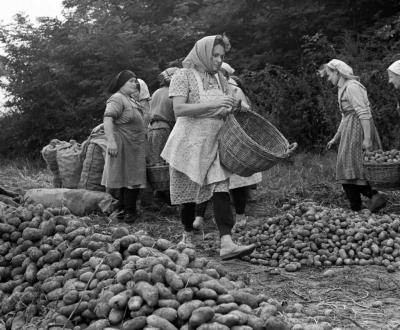 Mezőgazdaság - Őszi munkák Somogy megyében