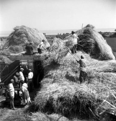 Mezőgazdaság - Cséplés a Balaton partján