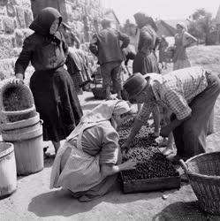 Mezőgazdaság - Az abasári földműves-szövetkezet