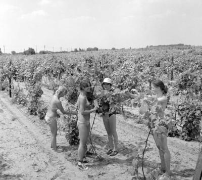 Oktatás - Szabadidő - Az izsáki KISZ-építőtábor