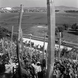 Tokaj