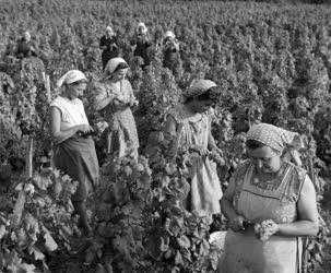 Mezőgazdaság - Szedik a csemegeszőlőt a vécsi Rákóczi Tsz-ben
