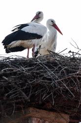 Természet - Hortobágy - Megjöttek a gólyák a Hortobágyra