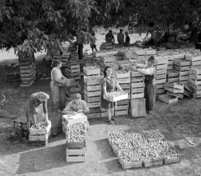 Mezőgazdaság - A túrkevei Táncsics Termelőszövetkezet