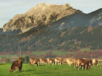 Táj, város - Ausztria - Tirol -  Legeló az Alpok völgyében