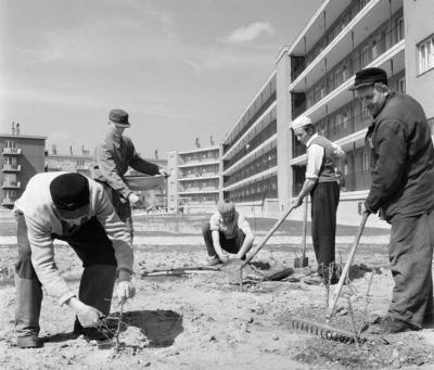 Ipar - Építőipar - Csillag lakótelep parkosítása 