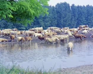 Mezőgazdaság - Tehenek Kőszárhegy határában