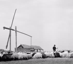 Mezőgazdaság - Állattenyésztés - Racka nyájak