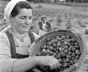 Mezőgazdaság - Szedik a földiepret Kunszálláson