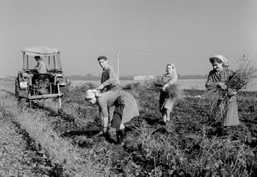 Mezőgazdaság - Szőlőoltvány-telep az abasári Rákóczi Tsz-ben