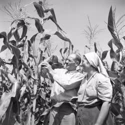 Mezőgazdaság - Kukoricatermés