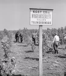 Mezőgazdaság - Nyárfafajták gyorsabb nevelésével kísérleteznek