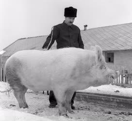 Mezőgazdaság - Alsógödi Egyesült Törekvés Termelőszövetkezet