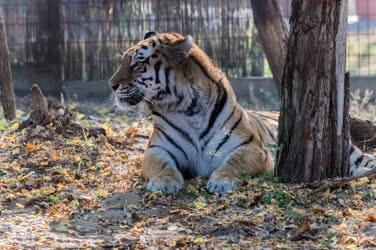Természetvédelem - Felsőlajos - Bengáli tigris 
