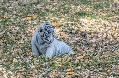 Természetvédelem - Felsőlajos - Fehér tigris