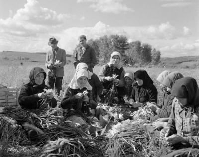 Mezőgazdaság - Hagymabetakarítás Őrhalmon