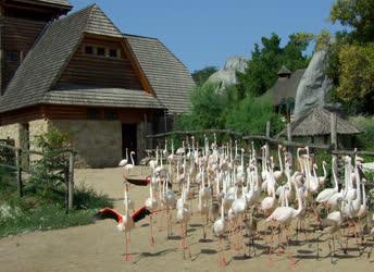 Természet - Budapest -  A fővárosi állatkert flamingói