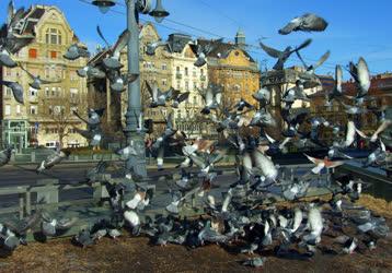 Városkép - Budapest - Galambok tömege a Fővám téren