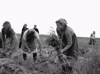 Mezőgazdaság - Tiszaeszlári rizstermelő szakcsoport - Aratás