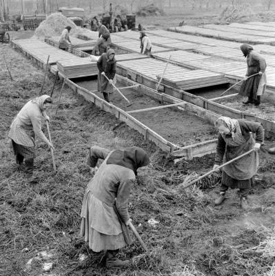 Mezőgazdaság - A baracsi Szorgalom Termelőszövetkezet 