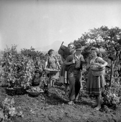 Mezőgazdaság - Szőlészet - Szüret a Balaton partján