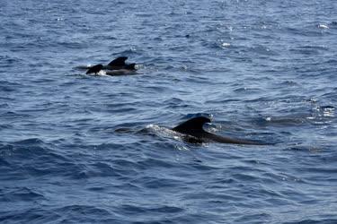 Turizmus - Los Cristianos - Alvó bálnák a nyílt vízen