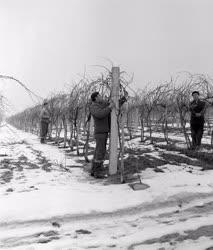 Mezőgazdaság - Metszik a szőlőt a Balatonboglári Állami Gazdaságban