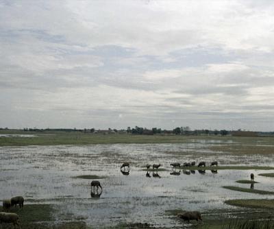 Tájkép - Hortobágy