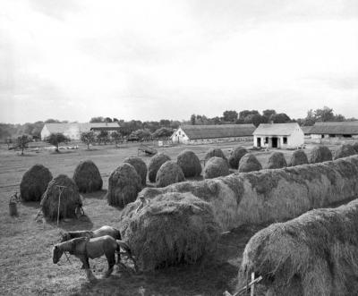 Mezőgazdaság - A szabási Béke Termelőszövetkezet