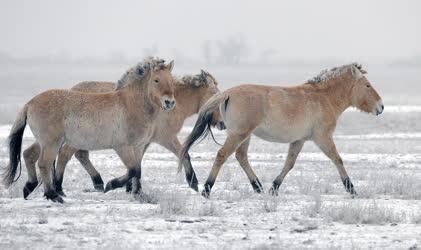 Állatvilág - Hortobágy - Przewalski-lovak a Hortobágyon