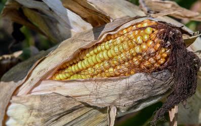 Mezőgazdaság - Látókép - 21. Kukorica és napraforgó tanácskozás